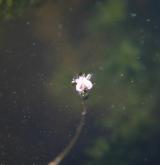 vodní mor kanadský <i>(Elodea canadensis)</i> / Květ/Květenství