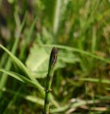 přeslička bahenní <i>(Equisetum palustre)</i> / Květ/Květenství