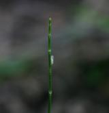 přeslička různobarvá <i>(Equisetum variegatum)</i> / Květ/Květenství