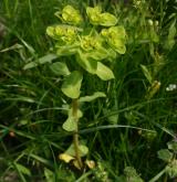 pryšec kolovratec <i>(Euphorbia helioscopia)</i> / Květ/Květenství