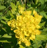 pryšec bahenní <i>(Euphorbia palustris)</i> / Květ/Květenství
