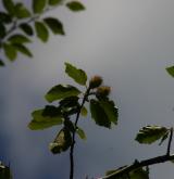 buk lesní <i>(Fagus sylvatica)</i> / Plod