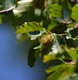 buk lesní <i>(Fagus sylvatica)</i> / Plod