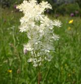 tužebník obecný <i>(Filipendula vulgaris)</i> / Květ/Květenství