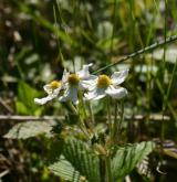jahodník truskavec <i>(Fragaria moschata)</i> / Květ/Květenství