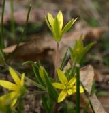 křivatec rolní <i>(Gagea villosa)</i> / Květ/Květenství