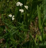 svízel severní <i>(Galium boreale)</i> / Květ/Květenství