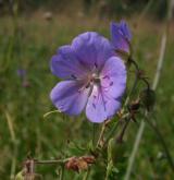 kakost luční <i>(Geranium pratense)</i>