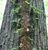 břečtan popínavý <i>(Hedera helix)</i> / Stonek