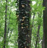 břečtan popínavý <i>(Hedera helix)</i> / Porost