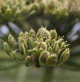 bolševník velkolepý <i>(Heracleum mantegazzianum)</i> / Květ/Květenství