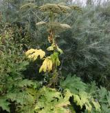 bolševník velkolepý <i>(Heracleum mantegazzianum)</i> / Habitus