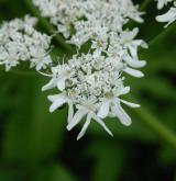 bolševník velkolepý <i>(Heracleum mantegazzianum)</i> / Květ/Květenství