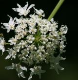 bolševník velkolepý <i>(Heracleum mantegazzianum)</i> / Květ/Květenství