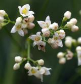 svízel sivý <i>(Galium glaucum)</i> / Květ/Květenství