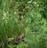 svízel sivý <i>(Galium glaucum)</i> / Habitus