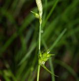 ostřice Micheliova <i>(Carex michelii)</i> / Květ/Květenství