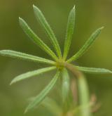 svízel nízký <i>(Galium pumilum)</i> / List