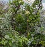 děhel lesní <i>(Angelica sylvestris)</i> / Habitus