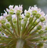 děhel lesní <i>(Angelica sylvestris)</i> / Květ/Květenství