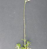 kociánek dvoudomý <i>(Antennaria dioica)</i> / Habitus