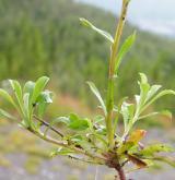 kociánek dvoudomý <i>(Antennaria dioica)</i> / Stonek