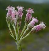 kociánek dvoudomý <i>(Antennaria dioica)</i> / Květ/Květenství