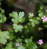 kakost lesklý <i>(Geranium lucidum)</i> / Květ/Květenství