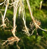 třtina přehlížená <i>(Calamagrostis stricta)</i> / Stonek