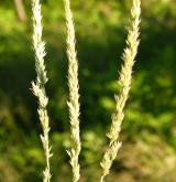 třtina přehlížená <i>(Calamagrostis stricta)</i> / Květ/Květenství