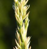 třtina přehlížená <i>(Calamagrostis stricta)</i> / Květ/Květenství