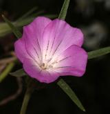 koukol polní <i>(Agrostemma githago)</i> / Květ/Květenství