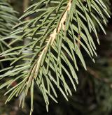 smrk Schrenkův <i>(Picea schrenkiana)</i> / List