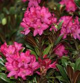 pěnišník rezavý <i>(Rhododendron ferrugineum)</i>