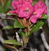 pěnišník rezavý <i>(Rhododendron ferrugineum)</i> / Květ/Květenství