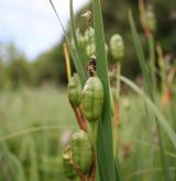 kosatec sibiřský <i>(Iris sibirica)</i> / Plod