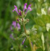 hluchavka objímavá <i>(Lamium amplexicaule)</i> / Květ/Květenství