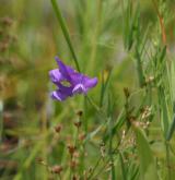 hrachor bahenní <i>(Lathyrus palustris)</i>