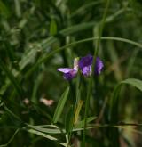 hrachor bahenní <i>(Lathyrus palustris)</i> / Květ/Květenství