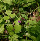 hrachor jarní <i>(Lathyrus vernus)</i> / Květ/Květenství