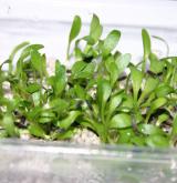 popelivka sibiřská <i>(Ligularia sibirica)</i> / Habitus