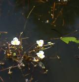 žabníček vzplývavý <i>(Luronium natans)</i> / Květ/Květenství