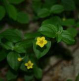vrbina hajní <i>(Lysimachia nemorum)</i> / Květ/Květenství