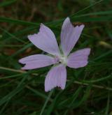 sléz lesní <i>(Malva sylvestris)</i> / Květ/Květenství