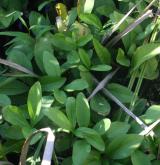 vachta trojlistá <i>(Menyanthes trifoliata)</i> / Habitus