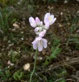 česnek  <i>(Allium roseum)</i> / Květ/Květenství