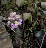 česnek  <i>(Allium roseum)</i> / Květ/Květenství