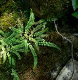 sleziník červený <i>(Asplenium trichomanes)</i> / Habitus