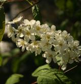 střemcha obecná <i>(Prunus padus)</i> / Květ/Květenství
