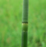 přeslička poříční <i>(Equisetum fluviatile)</i> / Ostatní